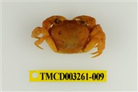 藏品(拉氏清溪蟹)的圖片